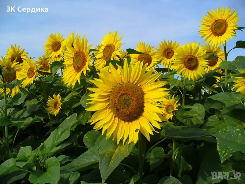 Купувам ЗЕМЕДЕЛСКА ЗЕМЯ всички землища в Община Монтана, снимка 1