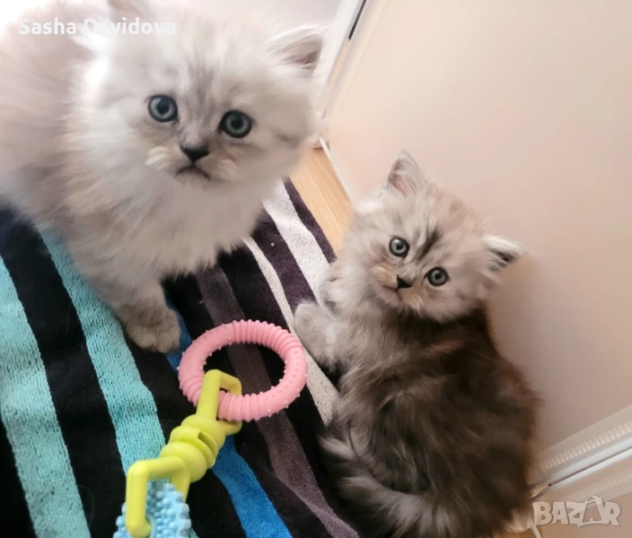 Пухкави персийски котенца, снимка 1