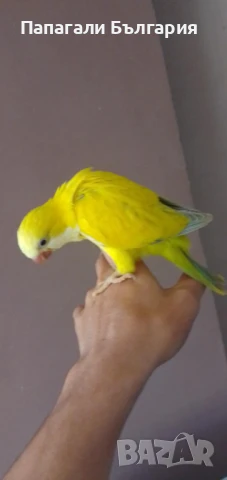 Папагалче Монах 