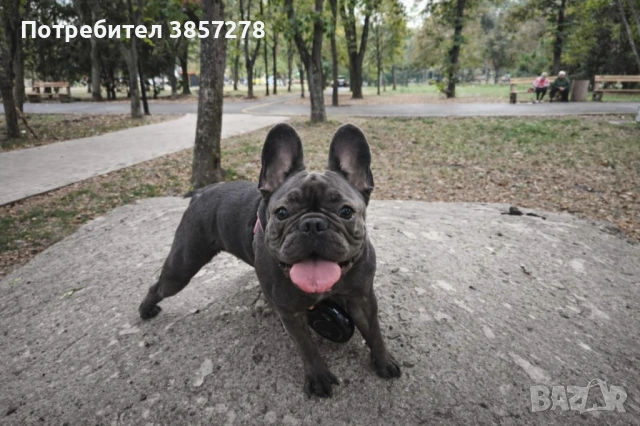 Подарявам куче