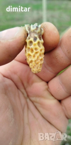 Продавам пчелни майки, снимка 2 - За пчели - 53323893