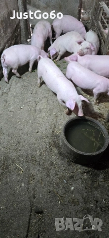 Продавам малки прасета, снимка 2 - Прасета - 52433146