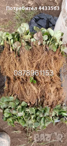 Разсад ягоди и малини , снимка 9 - Разсади - 49802437