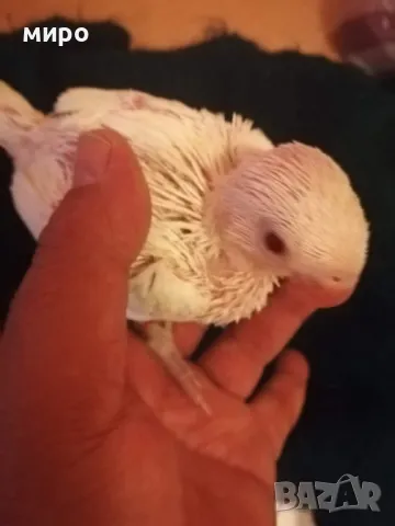 Бебета Малък Александър, ръчно хранени!, снимка 8 - Папагали - 50318040