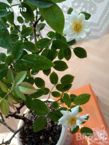 Бяла мини розичка, снимка 3 - Стайни растения - 37304867