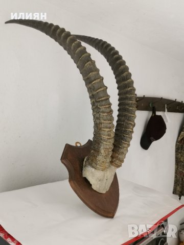 Уникален трофей  рога   антилопа Сейбъл. , снимка 9 - Други - 40656100