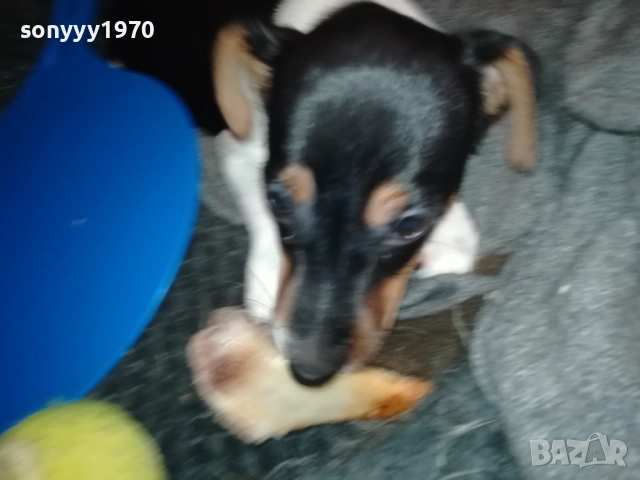 бебе ДЖАК РЪСЕЛ ТЕРИЕР 2111251016, снимка 17 - Джак ръсел териер - 52488853