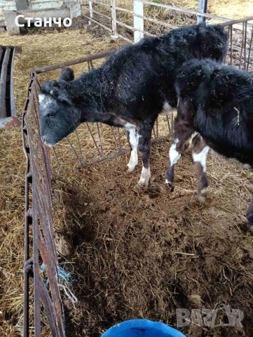 Продавам 2 мъжки телета, снимка 2 - Крави - 52872885