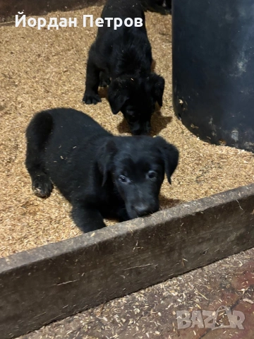 Голдан ретривър и немска овчарка, снимка 12 - Немска овчарка - 53596497