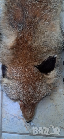 Кожа шал от лисица , снимка 8 - Антикварни и старинни предмети - 52920531