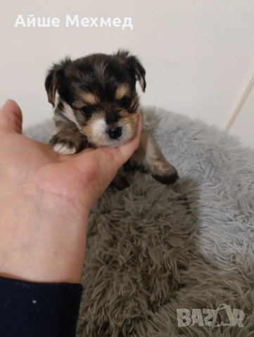 йоркширски териер, снимка 2 - Йоркширски териер - 53290826