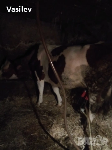 Крава монбилярд , снимка 2 - Крави - 53574601