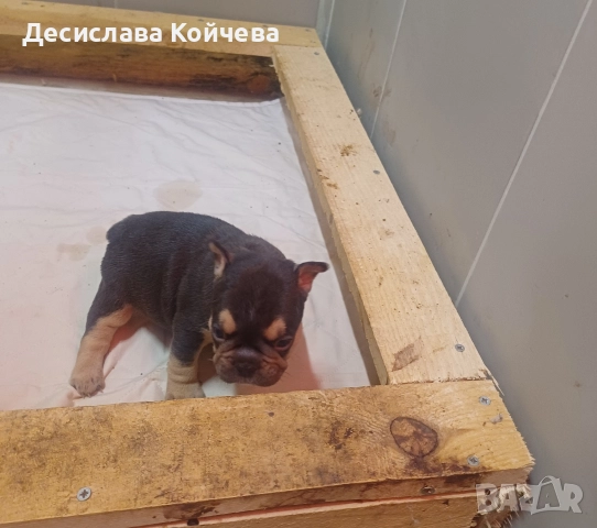малки булдочета , снимка 2 - Френски булдог - 52907180