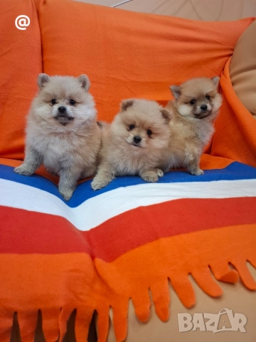 Померан померанчета Гр. София, снимка 15 - Померан - 52597069