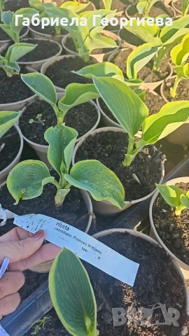 Хоста, снимка 5 - Градински цветя и растения - 50499469