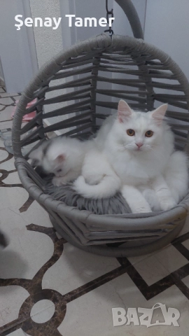 Сибирски котенца, снимка 4 - Сибирски - 52258702