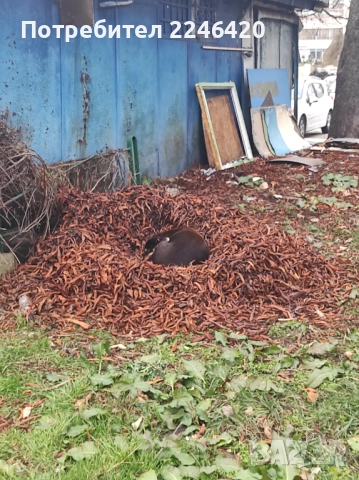 Бубка търси дом! , снимка 4 - Други - 52928338