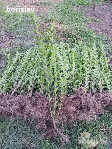 Лигуструм на гол корен, снимка 1