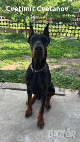 Доберманчета с родословни родители !, снимка 7 - Доберман - 52840452