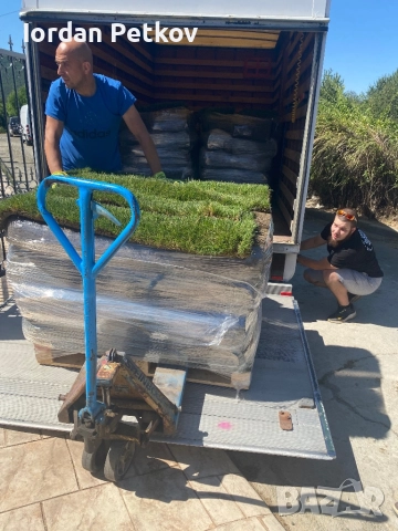 Тревен чим , снимка 15 - Градински цветя и растения - 51528828