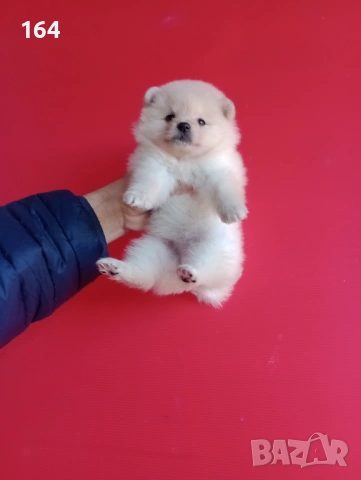 Мъжки и женски Померани. Реални снимки от 12.01.26 г. Померан., снимка 4 - Померан - 53040595