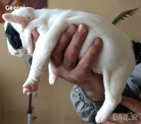 Френски булдог/малки кученца , снимка 11 - Френски булдог - 52590685