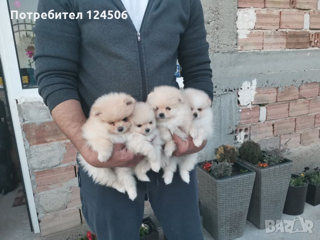 Померан, померанчета, мини померани, снимка 6 - Померан - 35048928