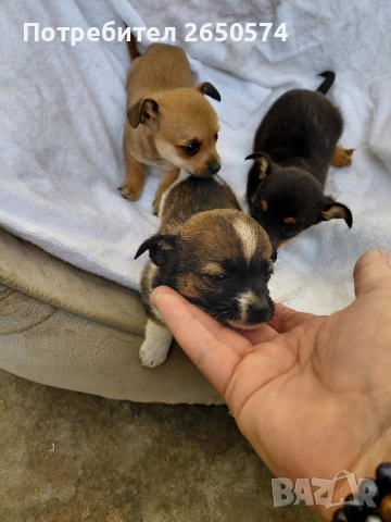 Чихо-пинчери, снимка 7 - Пинчер - 52837625