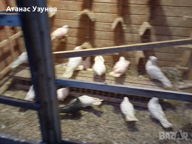 Пазарджишки бяли, снимка 12 - Гълъби - 52907065