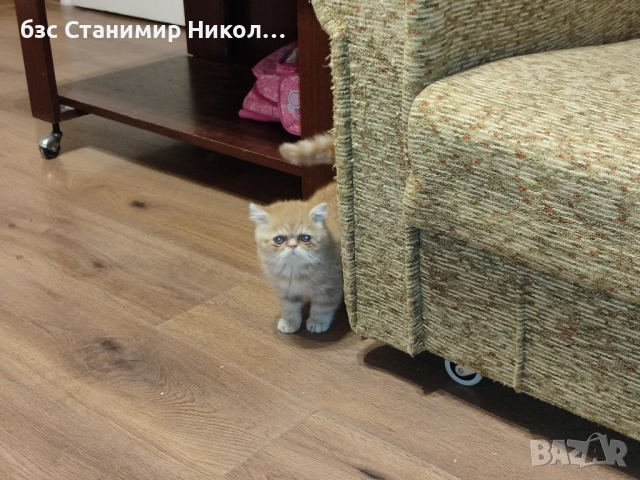 Женско екзотично персийско коте на 4 месеца., снимка 7 - Персийска - 52881164