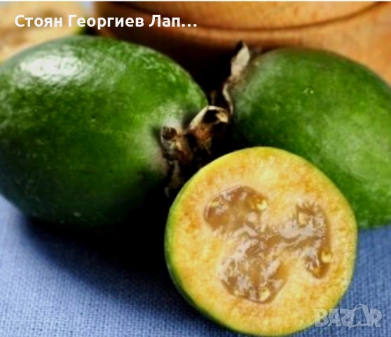 фейхоа, снимка 2 - Градински цветя и растения - 53422118