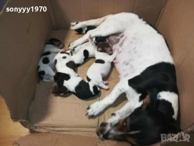 ДЖАК РЪСЕЛ-КУЧЕНЦА 2208250727, снимка 12 - Джак ръсел териер - 51449340