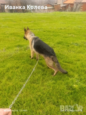 Продавам немец на 1 година 