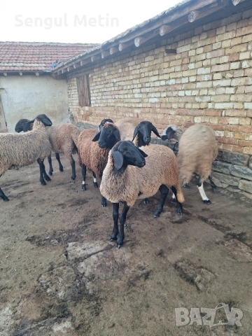 Продавам 30 бр плевенски черноглави овце , снимка 7 - Овце - 52475833