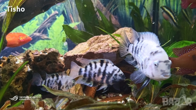 Нигрофасциатум и Лифалили, снимка 2 - Рибки - 52507226