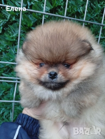 Померан , снимка 7 - Померан - 52792201