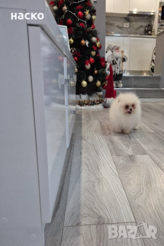 Померан момче , снимка 4 - Померан - 52914563