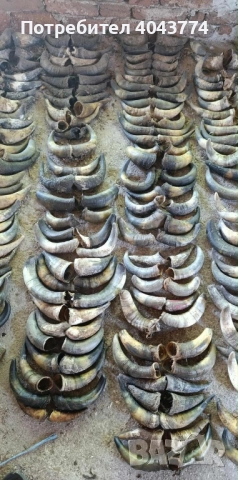 Рога, снимка 2 - Други - 51625386