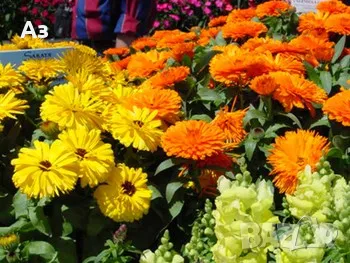 Продавам разсад на Невен, снимка 10 - Разсади - 50384724