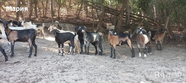 Продавам ярета 