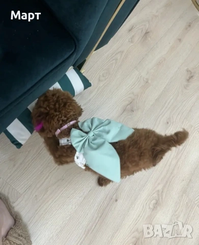 Рокля за куче с нагръдник и каишка Йорки Шпиц Померан Териер, снимка 9 - За кучета - 53233376