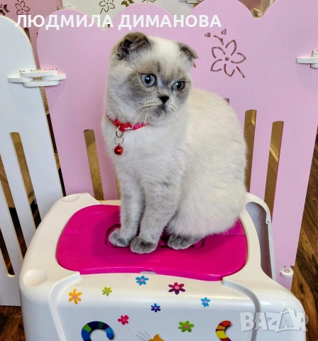 Шотландско момиче със сини очи. , снимка 8 - Британска късокосместа - 53291975