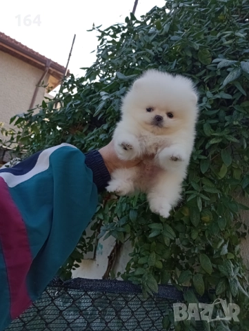 Чисто бял мъжки Померан. Реални снимки от 19.12.25 г., снимка 2 - Померан - 52809073