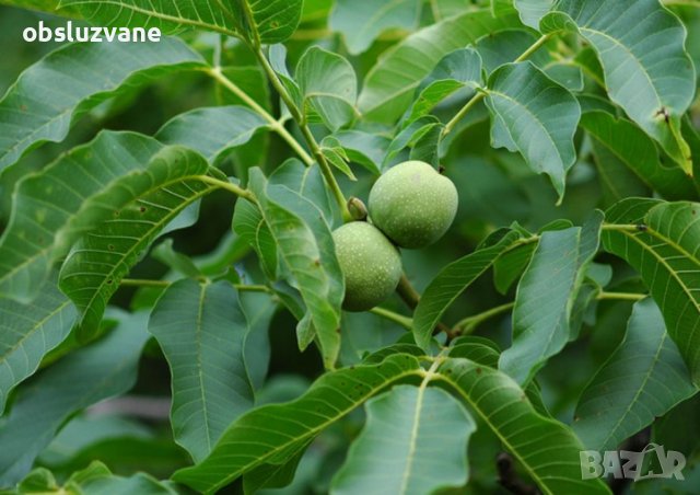 Свежи листа от орех 💥, снимка 1