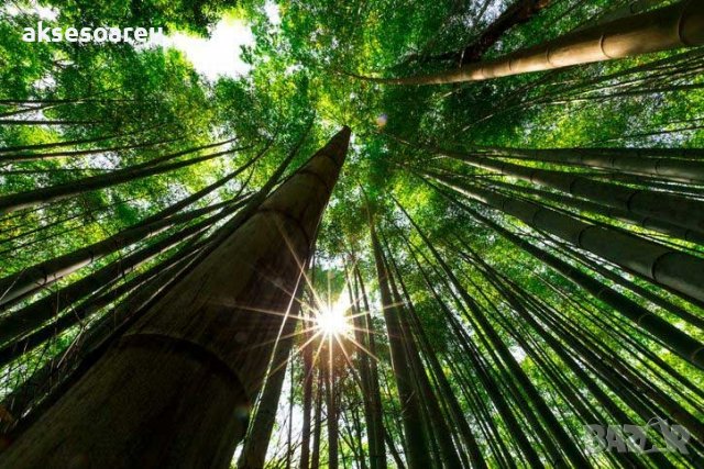 100 броя редки бамбукови семена зелен бамбук Moso-Bamboo Pla мосо бамбо растение декорация и украса, снимка 16 - Сортови семена и луковици - 27687066