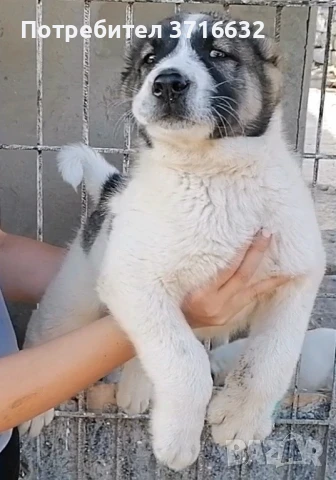 Вълкодав, снимка 3 - Алабай - 50668620