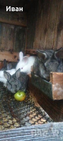 Малки великанчета, снимка 4 - Други - 52684005