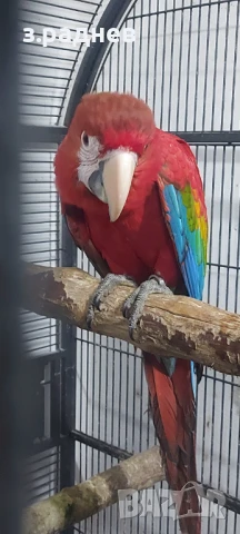 Бебета ара руби на 5 месеца, снимка 6 - Папагали - 51136732