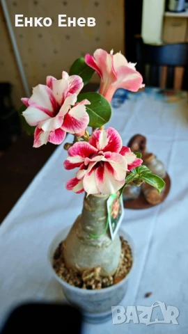 Предлагам за продажба едри сортови Адениуми