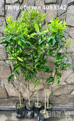 Цитрусови дръвчета, снимка 5 - Градински цветя и растения - 49787560